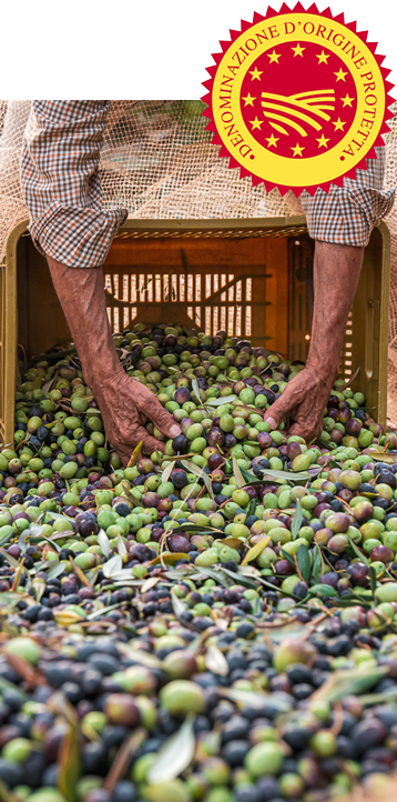 Olioextravergine toscano dop terre di siena