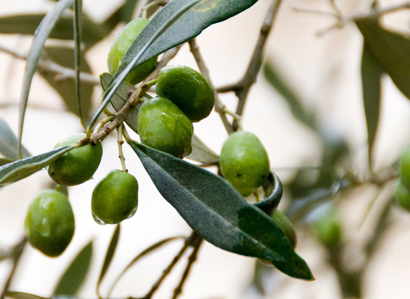 frantoio olive siena