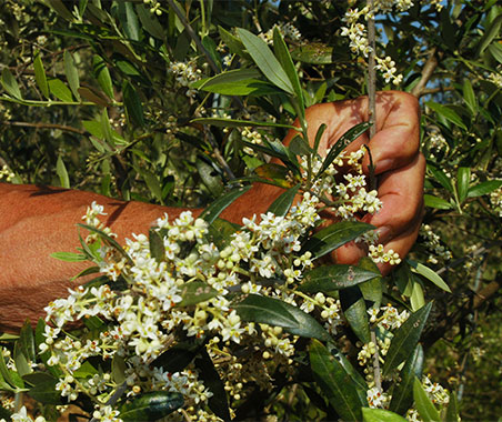 Olio di Oliva Extravergine dop terre di Siena Toscano