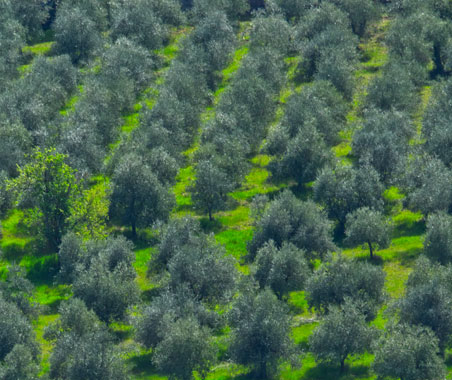 fanciulli olio extravergine biologico toscano